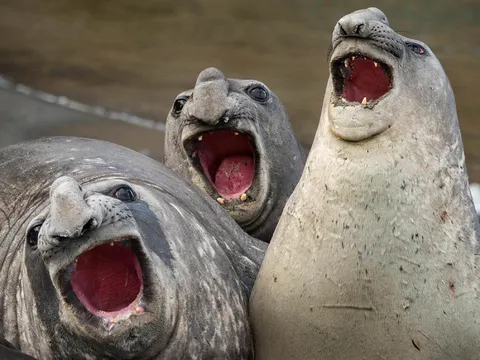 PsBattle: These three yawning sea lions