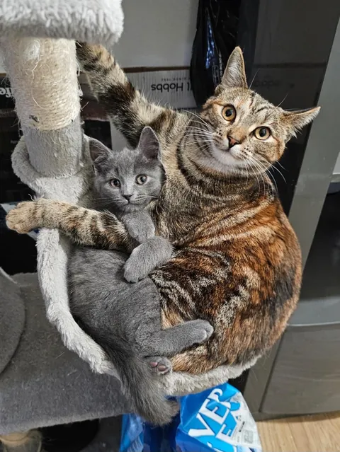 My torbie queen has claimed the spicy baby bean 💖