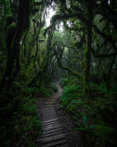 ITAP of the Goblin Forest (New Zealand)