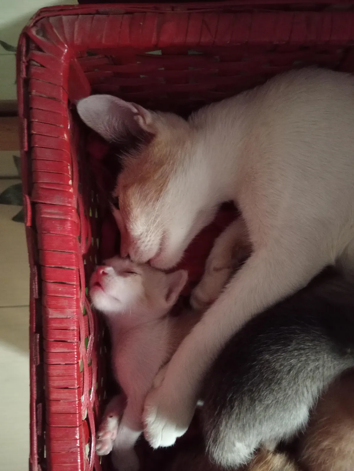 My mom used to feed this pregnant stray cat. Now she lives with us with her kittens 