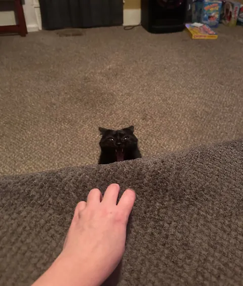 This is my cat Mooch. I think he’s cute.