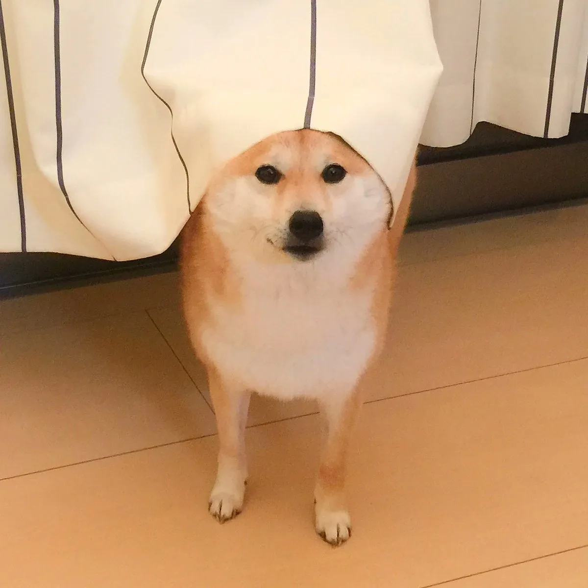 The pope has arrived