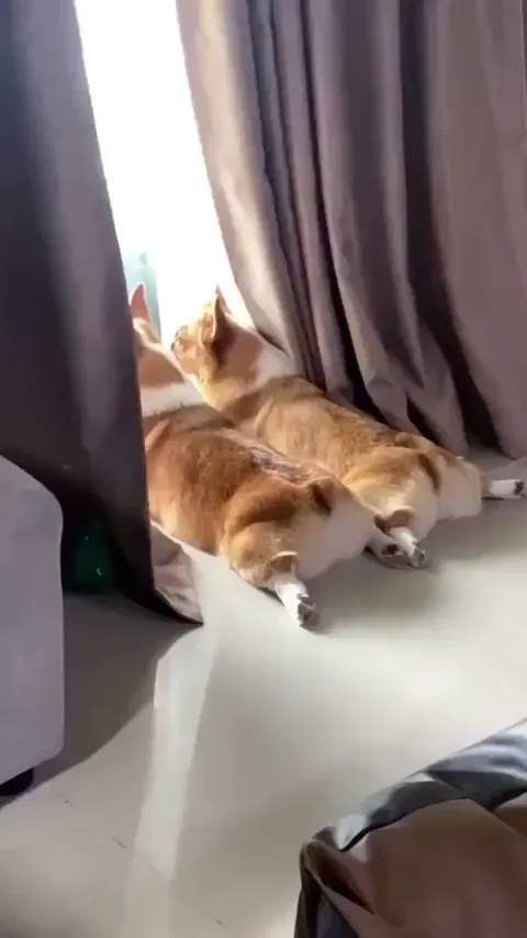 Waiting for their human