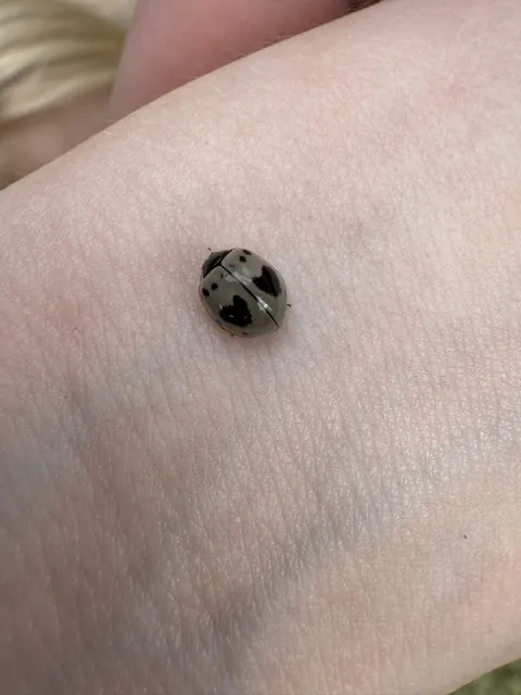 First time in my life to see a ladybug this color and with the hearts!