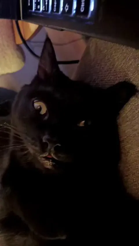 My cat booting up after a nap