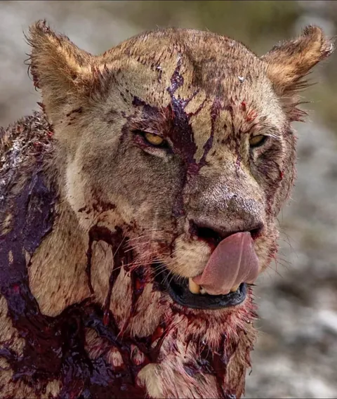 Lioness covered in blood from recent prey