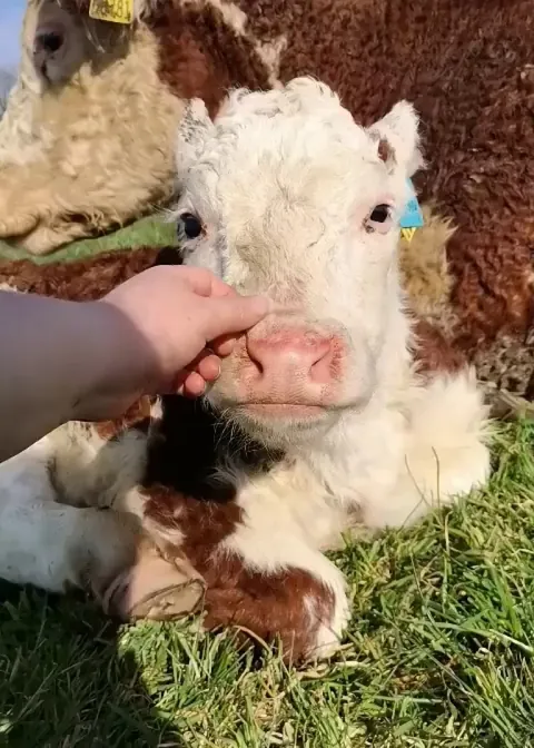 Missy started trying to scratch her face while I was petting her!