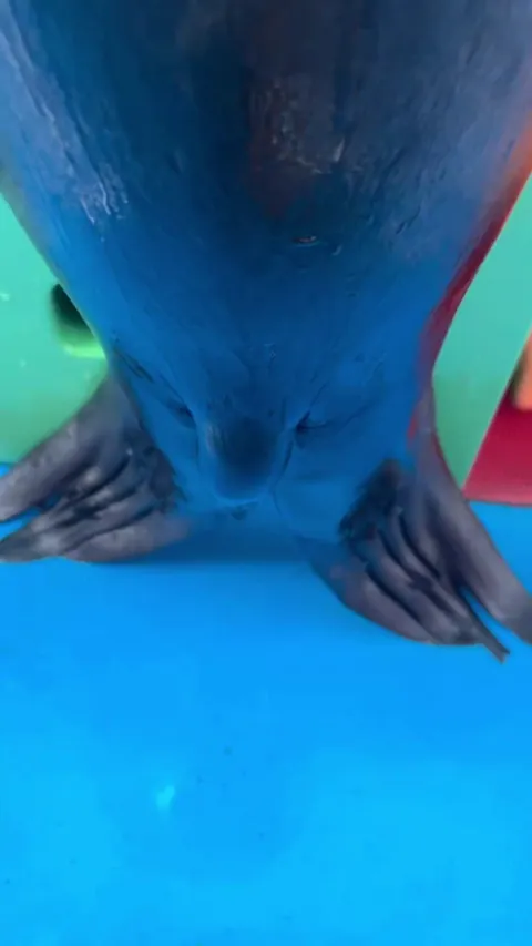 he said, don't touch his thing... i mean his tail