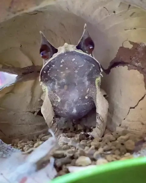 🔥 The Malaysian Horned Frog is amazingly quick-on-the-draw.