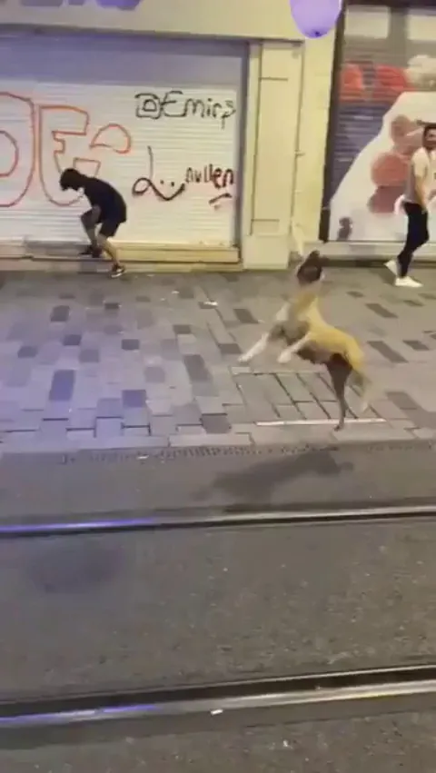Stray dog entertains itself with a balloon in Istanbul