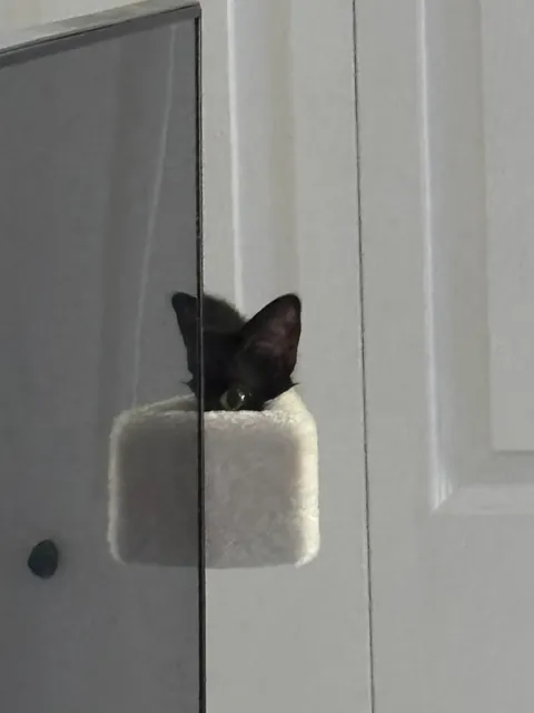 anyone else have an expressive void?