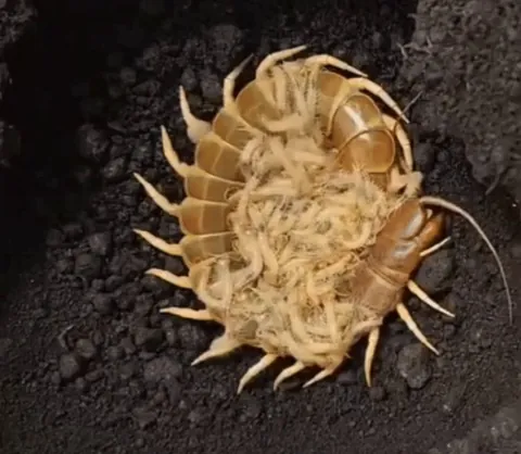 In an act of Matriphagy, some species of centipede will offer herself as food for her offsprings first meal.