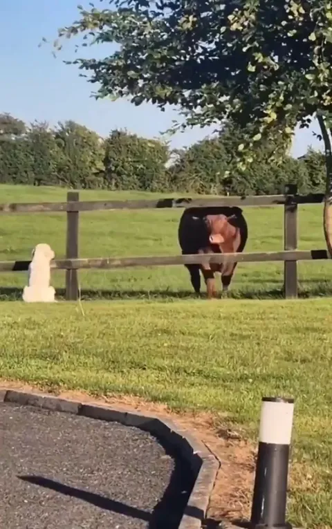 Dog shares his favorite toy with his good friend