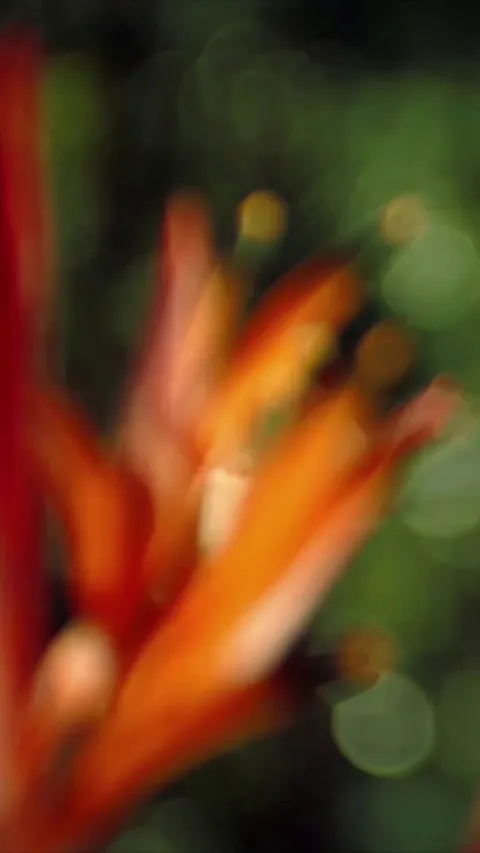 🔥 This Hummingbird Twirling to Fend Itself from a Bee in Air is Incredible to Witness (captured by Louie Schwartzberg not Ai)