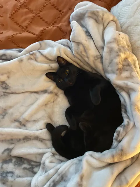 Cat so stupid it’s almost concerning?