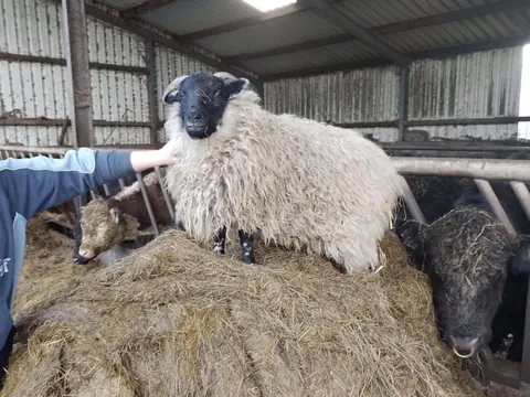 I’ve had Bramble for two years now. He was such a small lamb that I got him for free from a farmer, but he has grown into a very strong boy! I love him so much.
