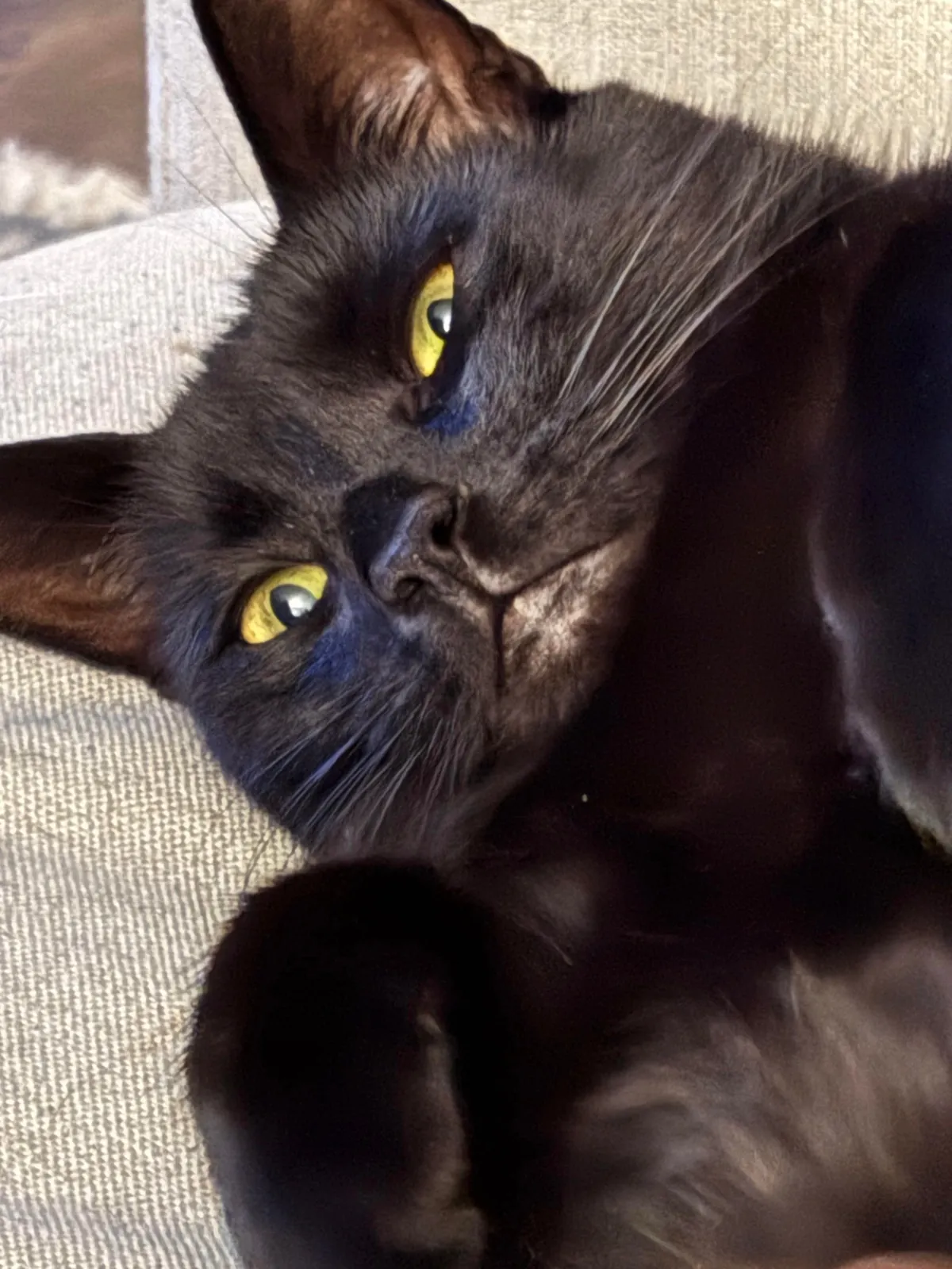 Oh to be a little void getting belly rubs on demand