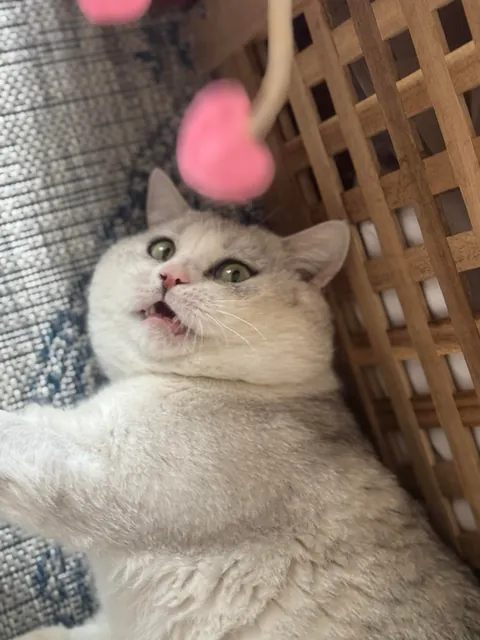 The shelter said he was a chill little man…