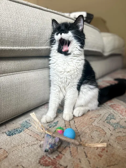 The dumpster cat that gave me cat scratch disease.