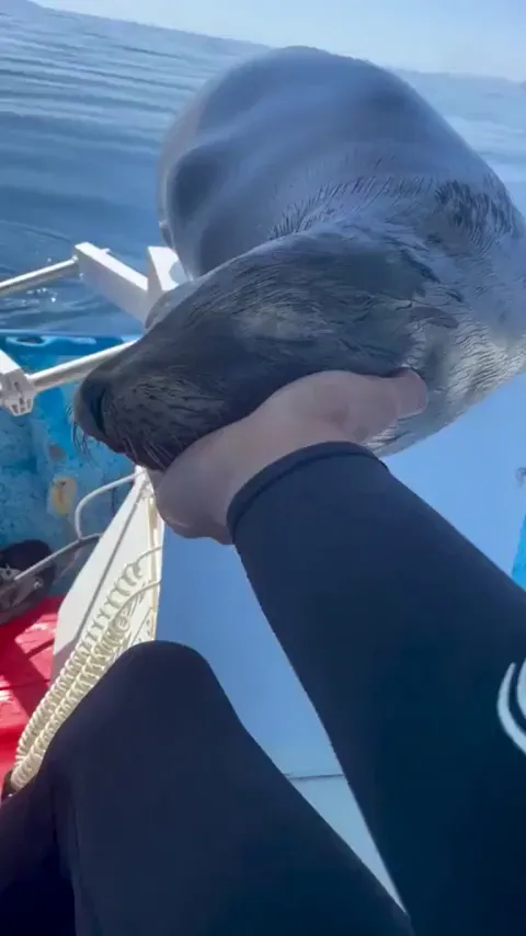 Rare Sea Pupper doin a littol nap 😴