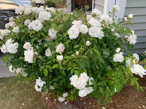 My knockout rose bush that’s had white roses for the past 7 years suddenly has red blooms. Any ideas as to why?