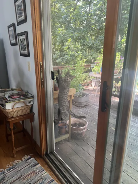 Why is this cat like this