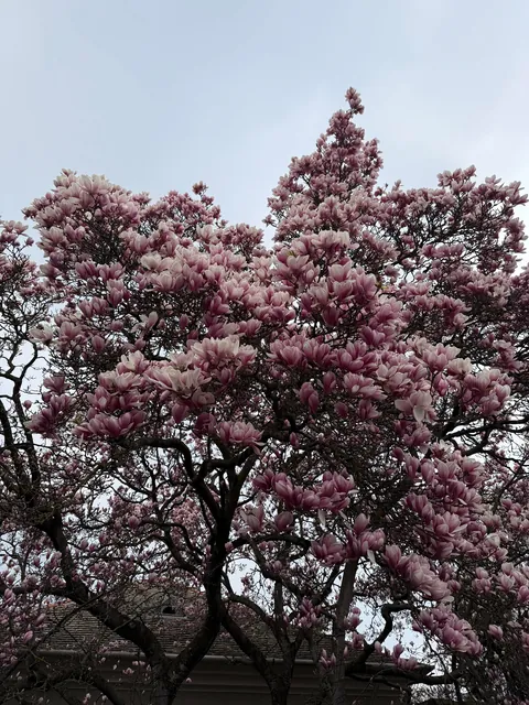 I’m obsessed with Magnolias, show me yours blooming