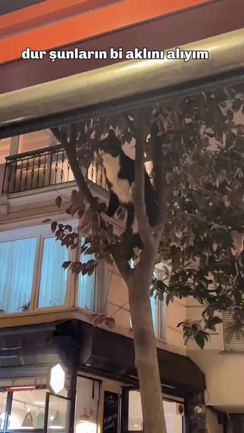 Tuxedo mission failed