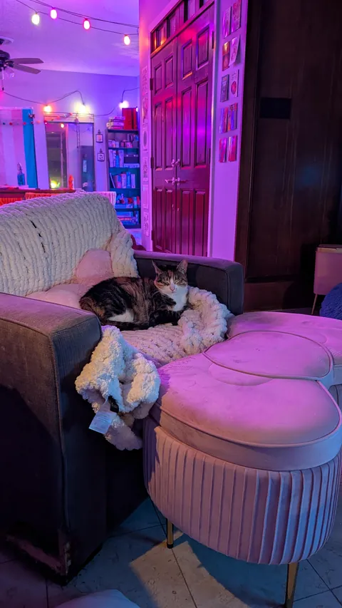 my dad passed so I have a cat now