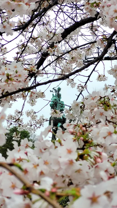 Tokyo under cherry blossoms, Mar/Apr 2025