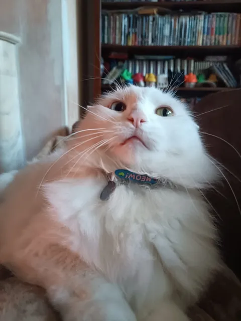 What do you think of my cat?