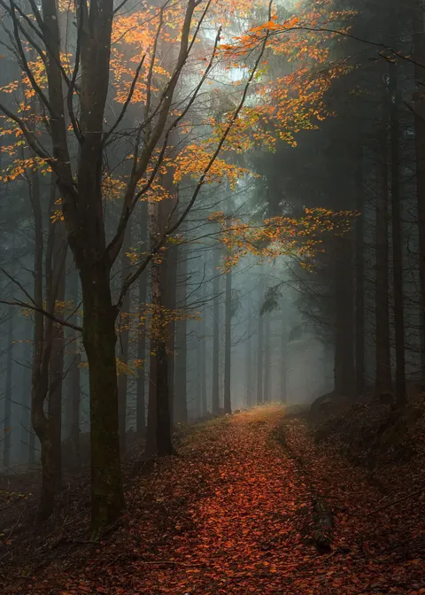 The path