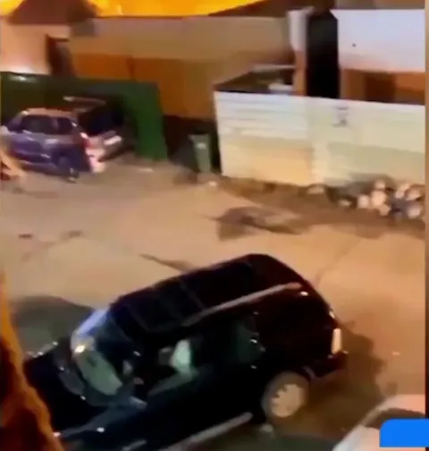 Woman carries her "pet lion" back home in Kuwait.