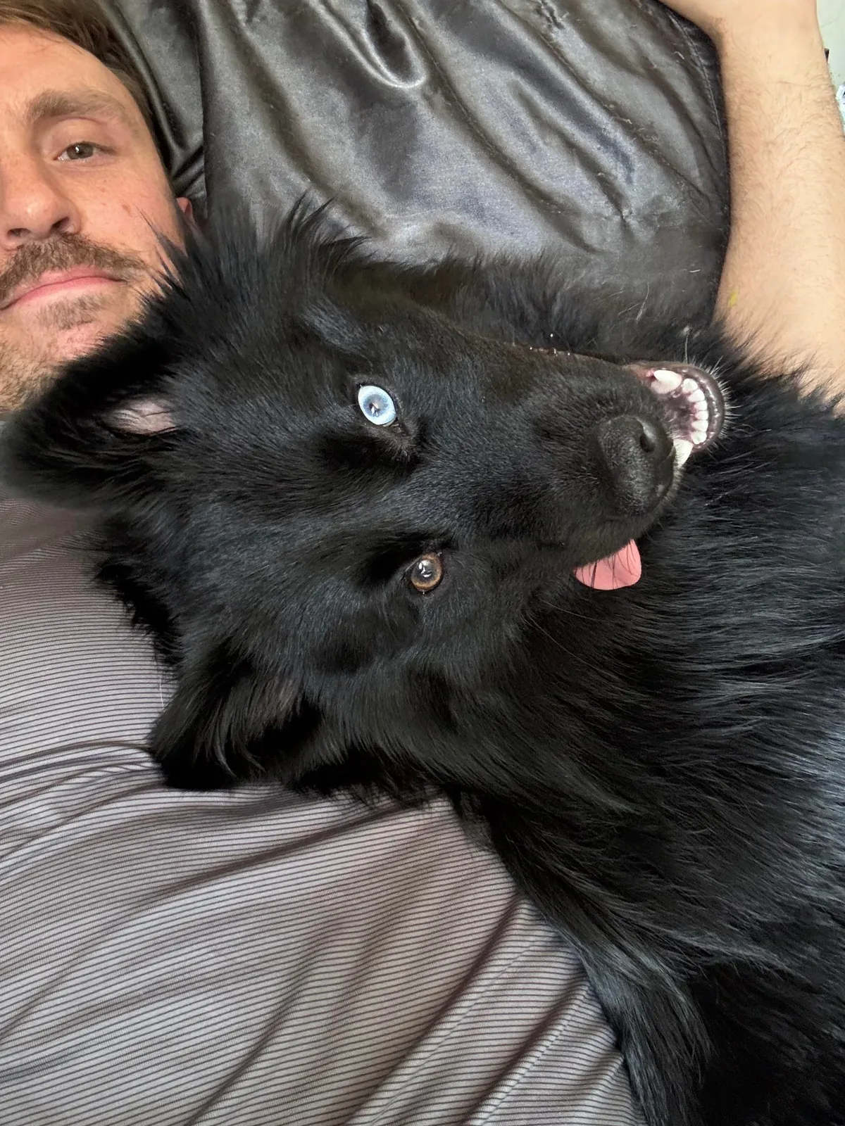 The many faces of a goofy 1 year old Australian Sheppard / American Eskimo (Auskimo?)