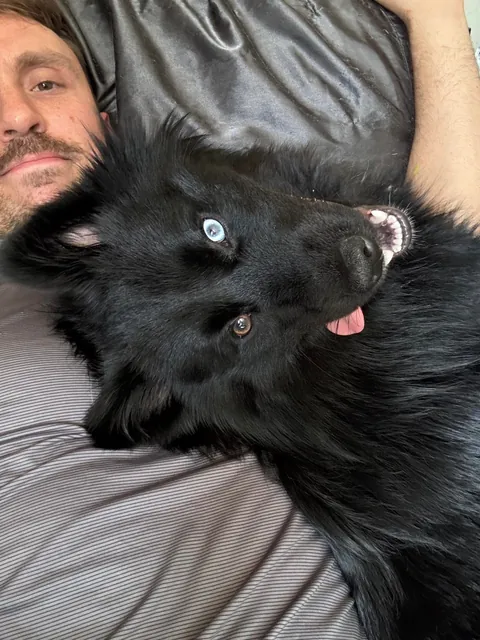 The many faces of a goofy 1 year old Australian Sheppard / American Eskimo (Auskimo?)