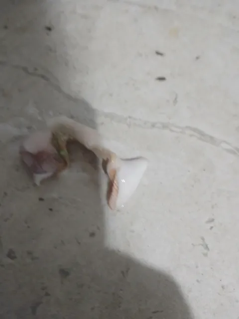 My little sister (12) decided it would be a good idea to put her used band-aid in the open conditioner bottle I was still using.