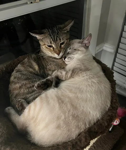 Kept the family together