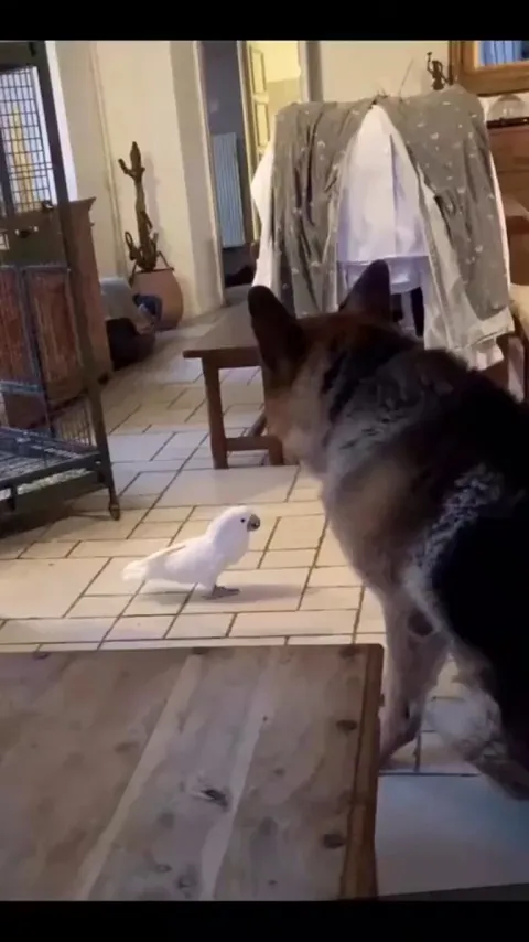 I think my dog just lost his job