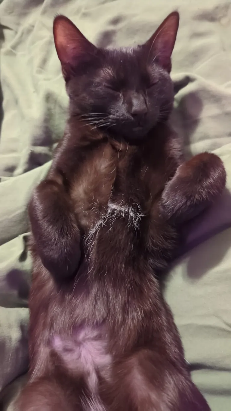 New baby, was surrended to a shelter for being "too playful"