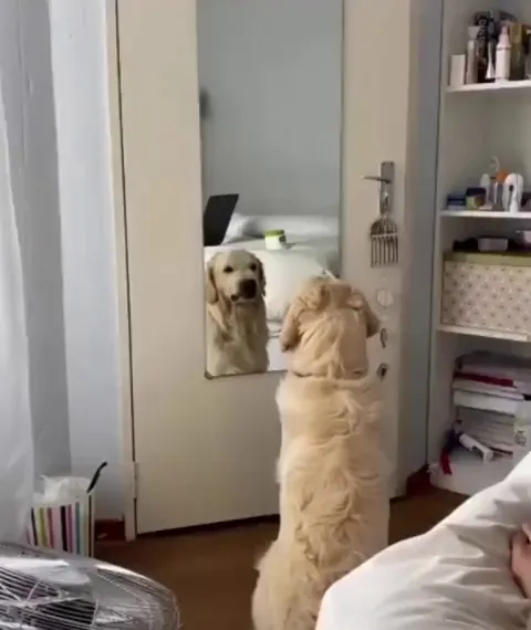 Dog practicing his angry face.