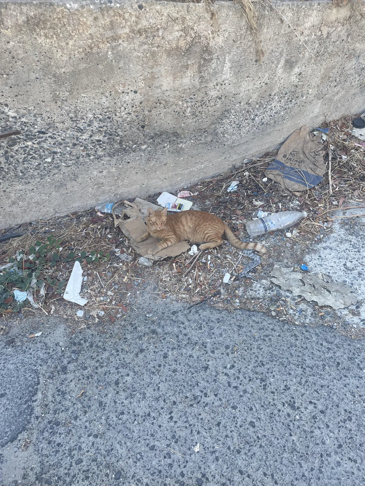 My freshly washed cat went outside and sat on the trash 