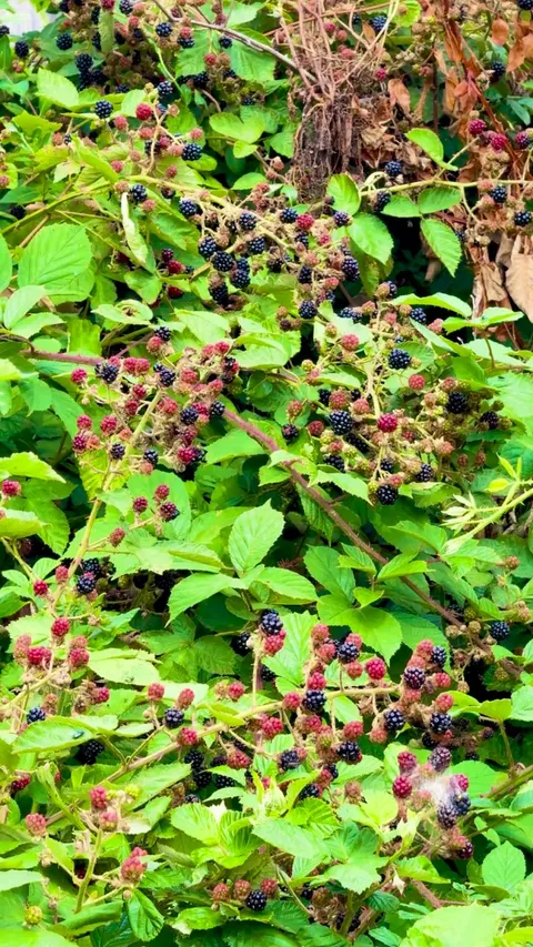 Gift from overgrown back garden