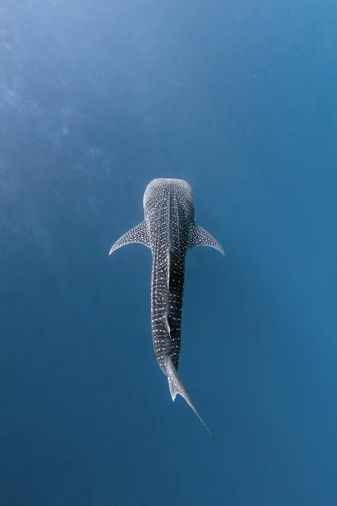 ITAP of a Whale Shark