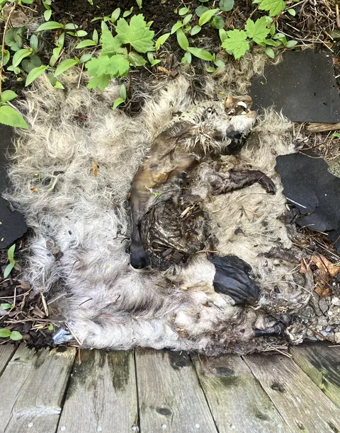 Why did this possum's fur spread out like this?