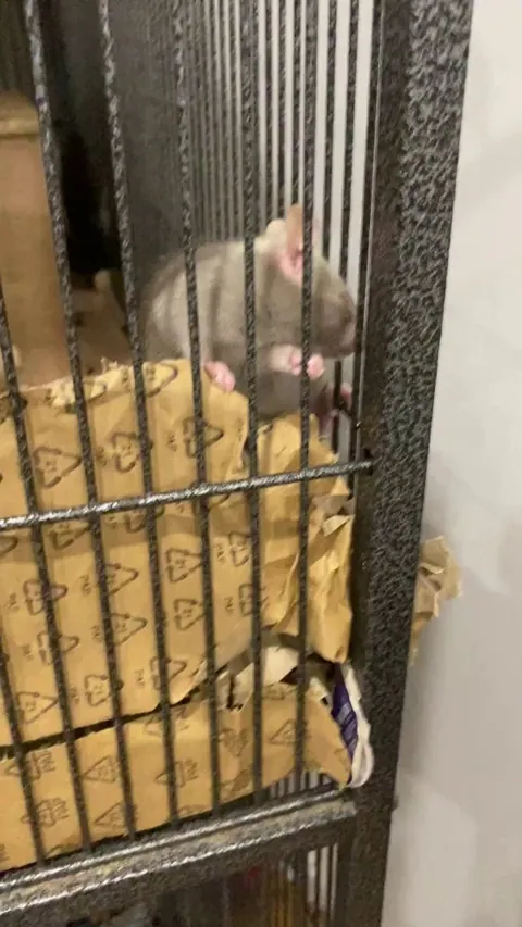 I FINALLY figured out how Levi Raterman kept escaping