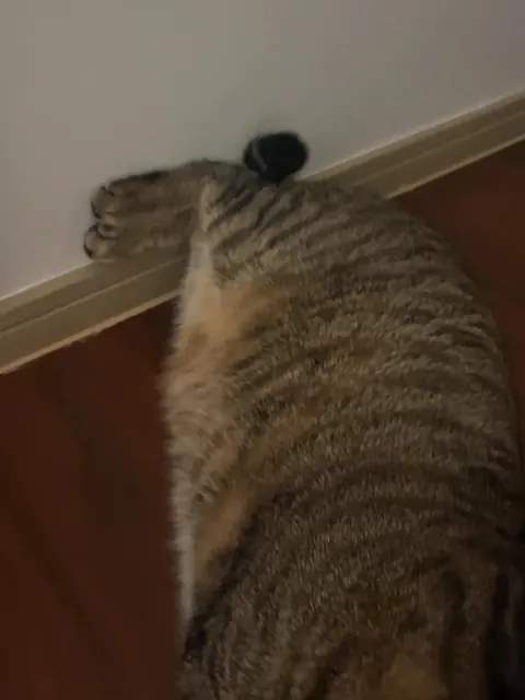 Is this some kind of new cat pose?😂