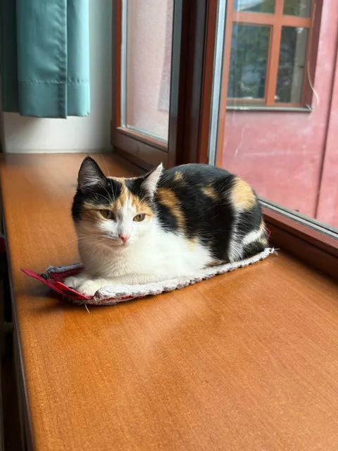 My cats name is Dusya, and she’s beautiful 😻