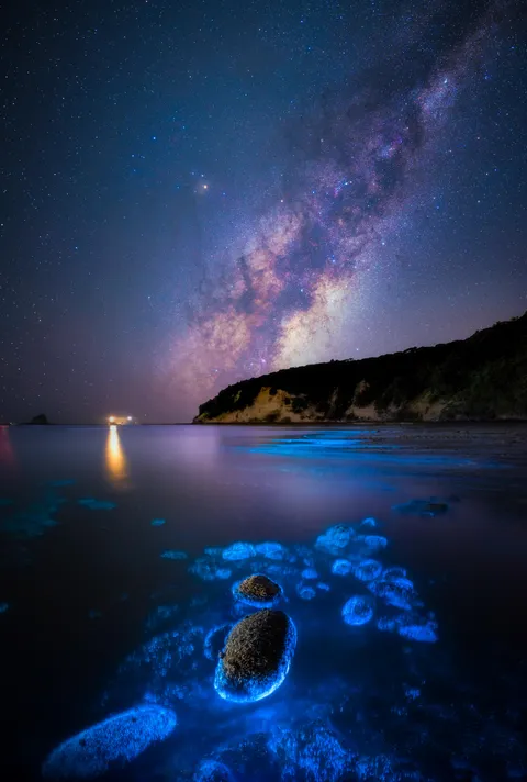 Since someone has already shared without giving me credit... Bioluminescence and the milkyway in Auckland, New Zealand ✌️