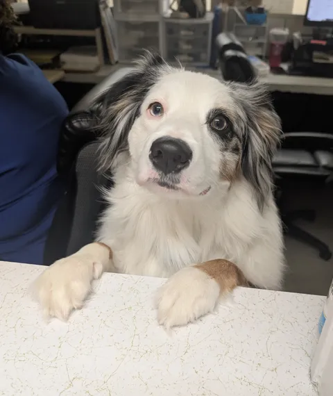 My vet's office has a new receptionist! Meet Margarita.
