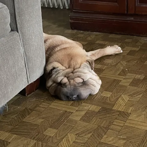 my sister's shar pei has resting derp face